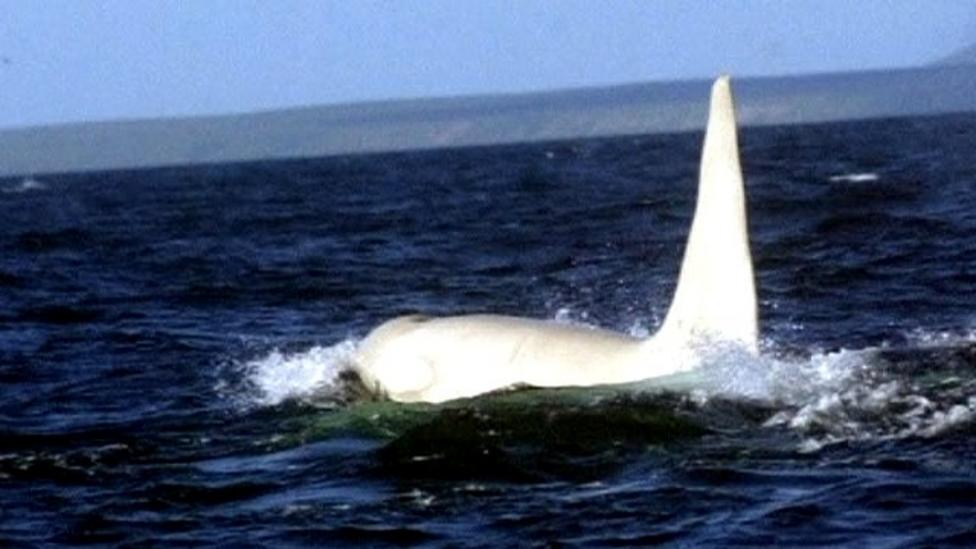 White killer whale spotted