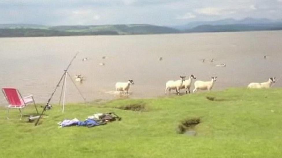 Flock of sheep swim to safety