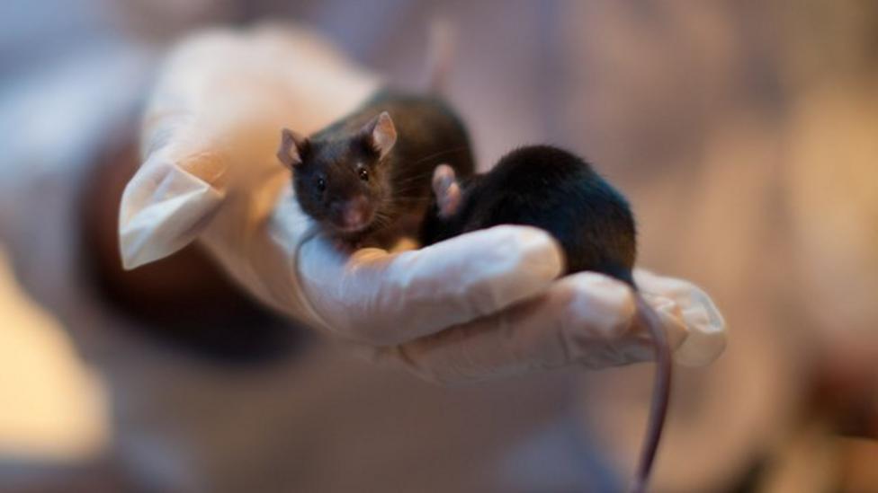 Sniffer mice used to find bombs