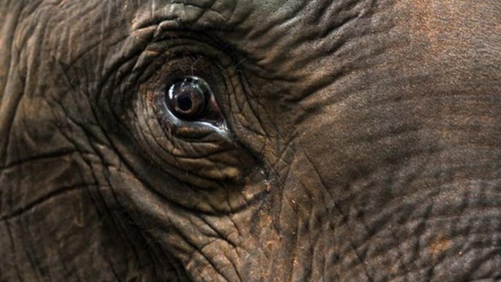 Illegal ivory trade's worst year