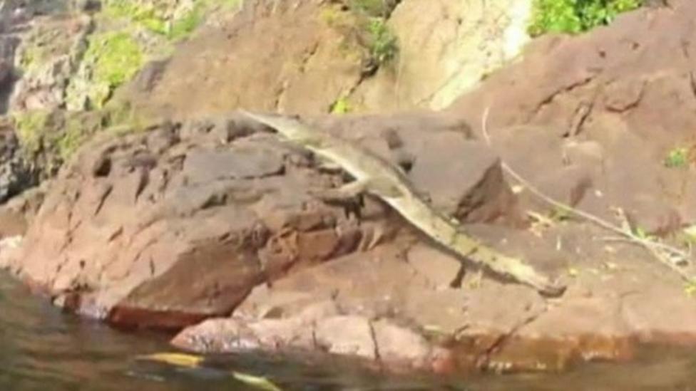 Swimmer's shock at leaping croc
