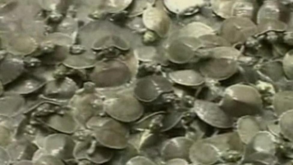 Plans to save turtles in Bolivia