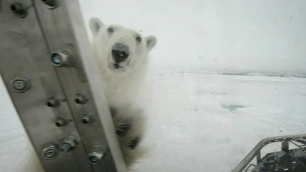 Film maker has close call with polar bear