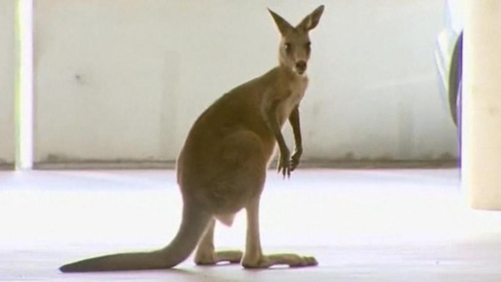 Kangaroo caught in a car park