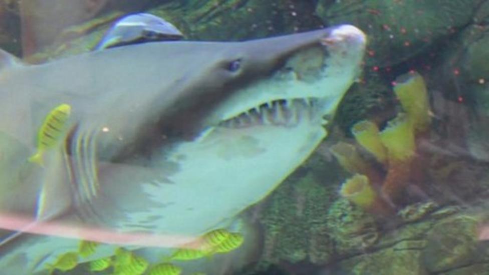 Protests over shark on display at a shopping centre