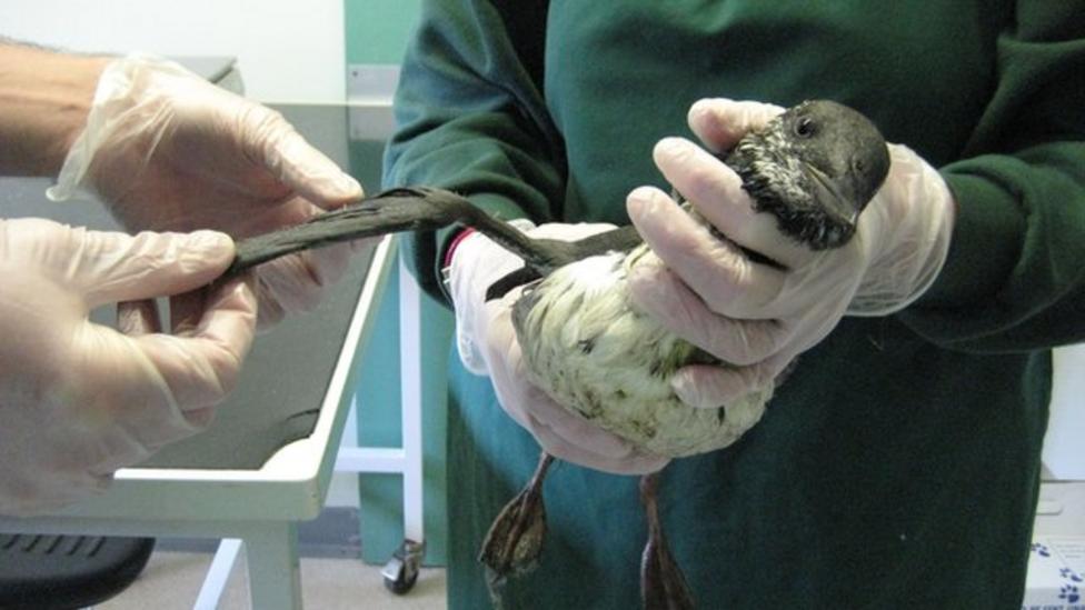 Rescue for birds covered in 'wax'