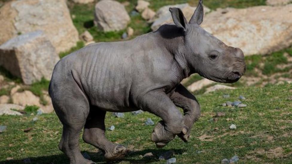 Video: Baby rhino born in San Diego zoo