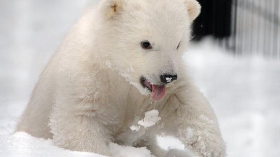 New home for orphaned polar bear - CBBC Newsround