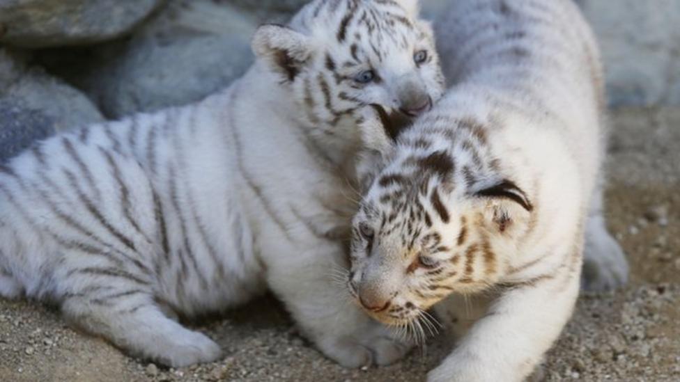 cute albino tiger cubs