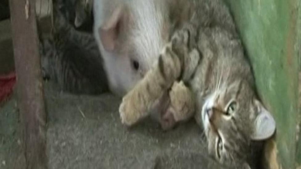Piglet has been adopted by a cat