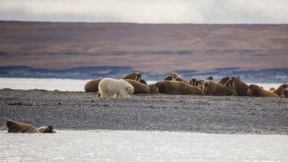 Arctic drilling could affect animals, say scientists CBBC Newsround