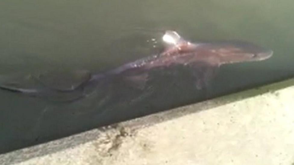 'Lost' shark filmed in River Stour