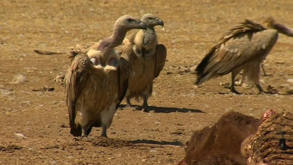 Vultures under threat in southern Africa CBBC Newsround