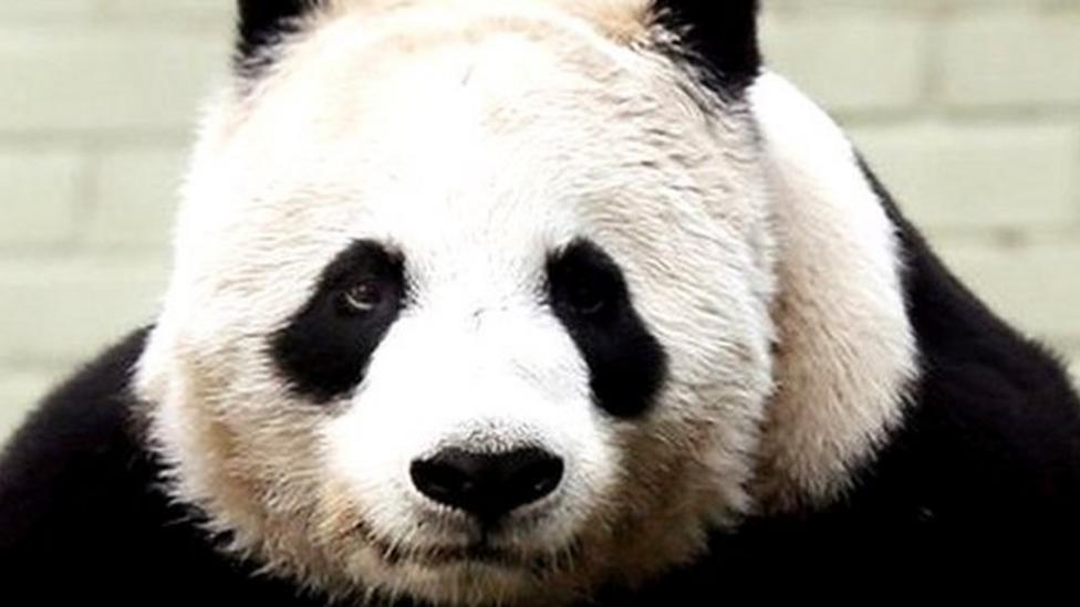 Packham says saving pandas could be "waste of money" CBBC Newsround