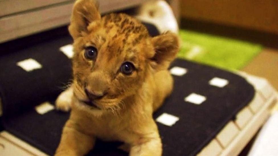 Lion cubs on show at San Diego zoo - CBBC Newsround