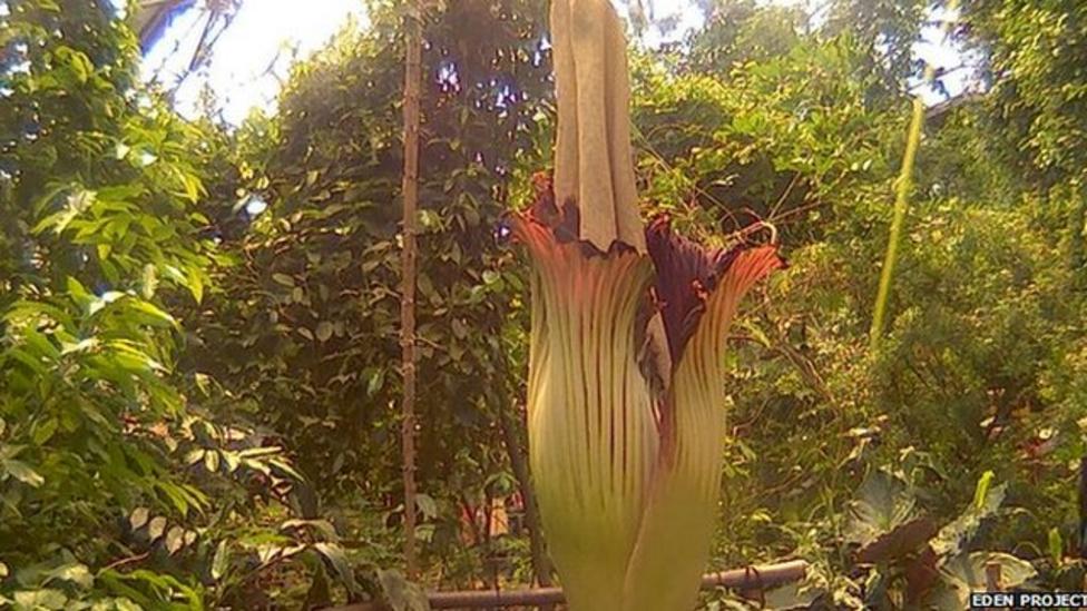 Stinky 'corpse flower' blossoms