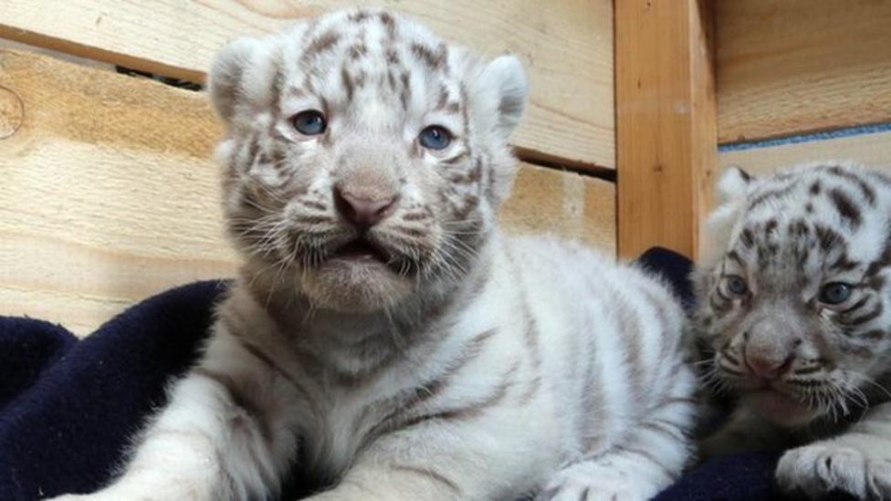 Five rare white tiger cubs make their public debut CBBC Newsround