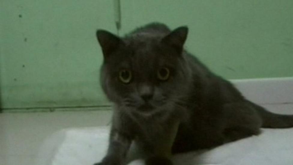 Cat gets stuck in a chimney for 53 days and survives CBBC Newsround