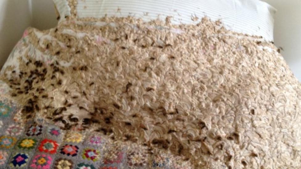 Giant Wasp Nest Discovered In Bedroom Cbbc Newsround