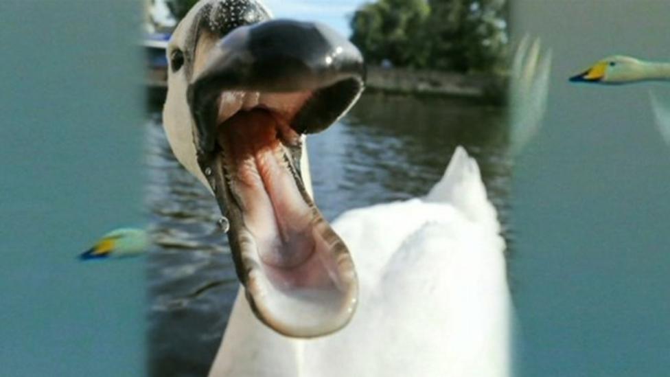 Naughty swan terrifying Cambridge