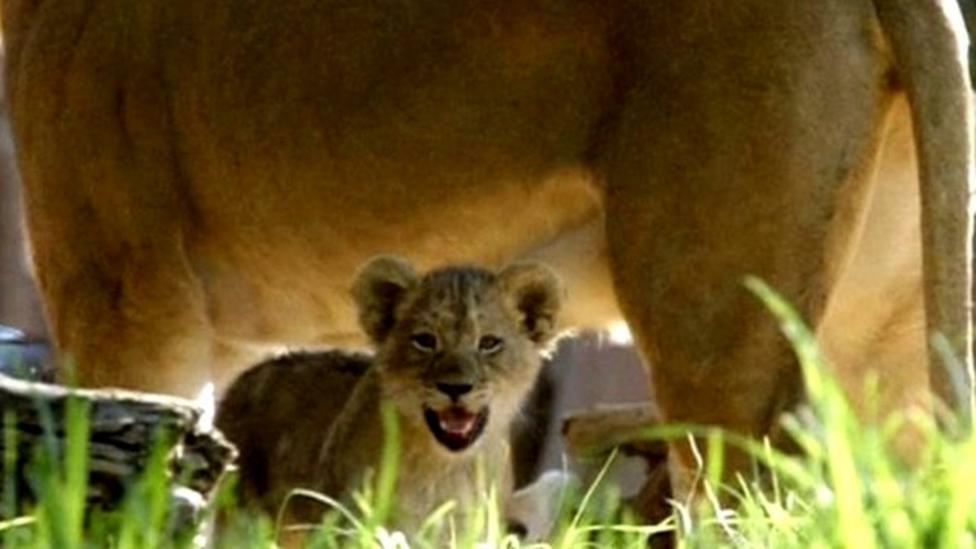 Supercute lion cubs at US zoo