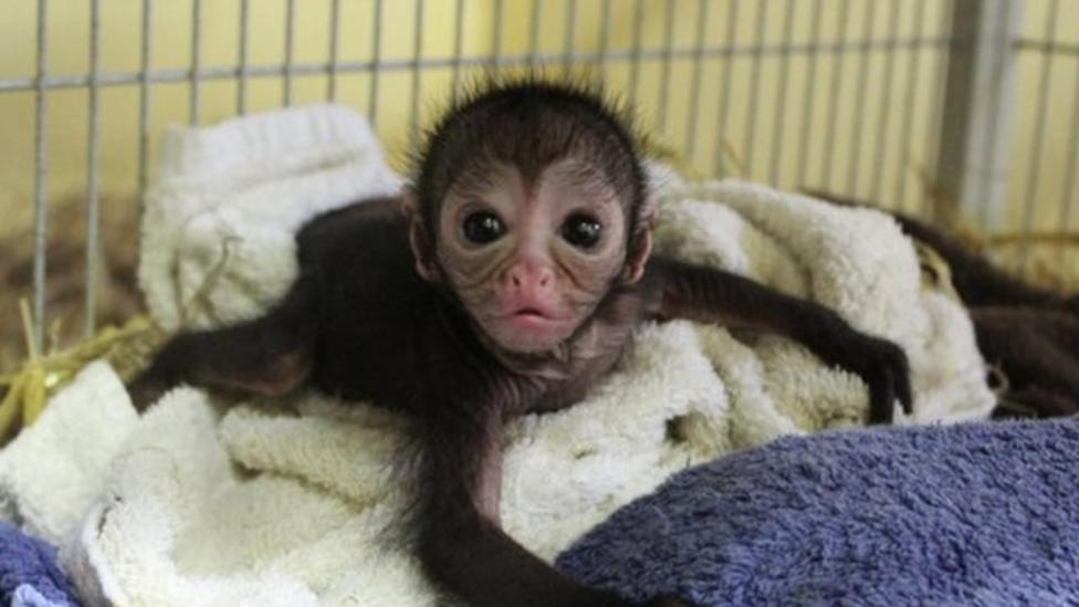 Spider monkey gets a new family