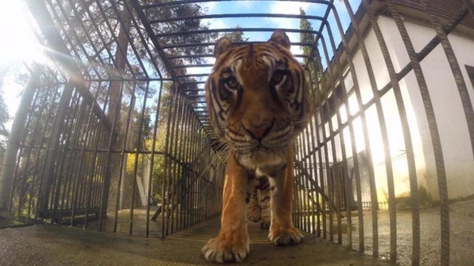 Phevos the tiger finds new home in California CBBC Newsround