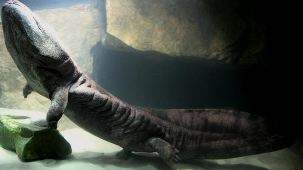 Giant salamander arrives at UK zoo