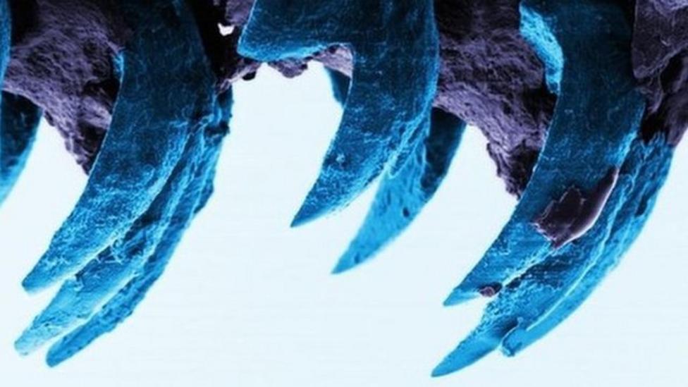Limpet teeth set new strength record