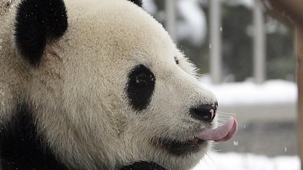 Giant panda numbers on the up