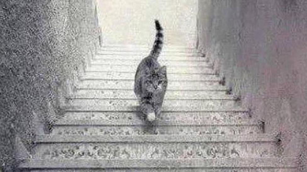 Is This Cat Walking Up Or Down The Stairs Cbbc Newsround