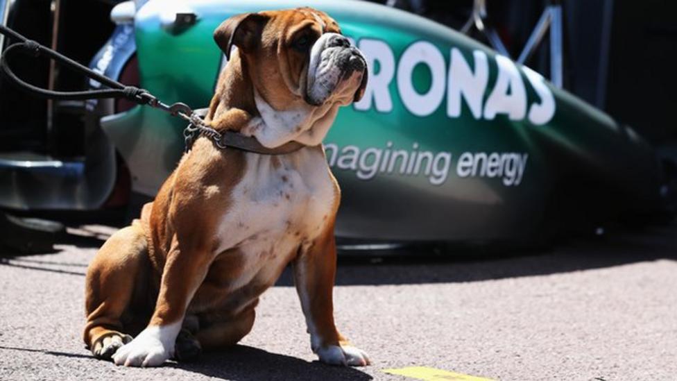 Did Lewis Hamilton S Dog Roscoe Cost His Owner Victory Bbc Sport