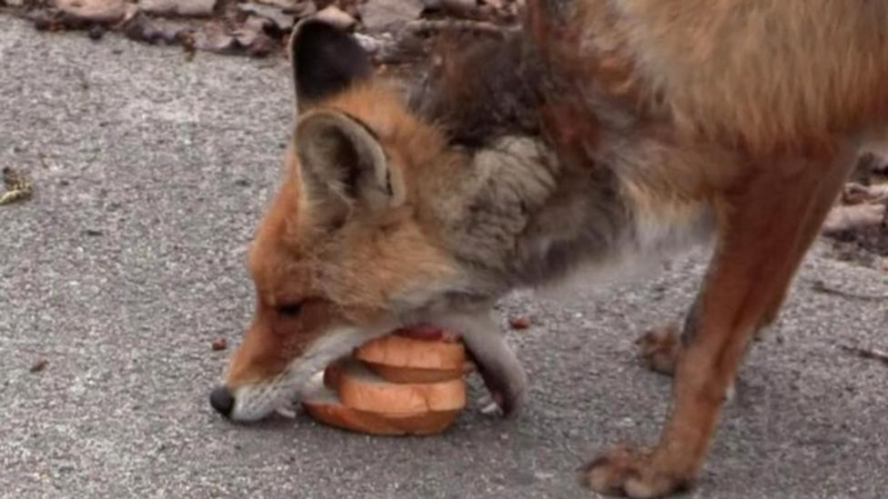 Fox makes five-decker sandwich