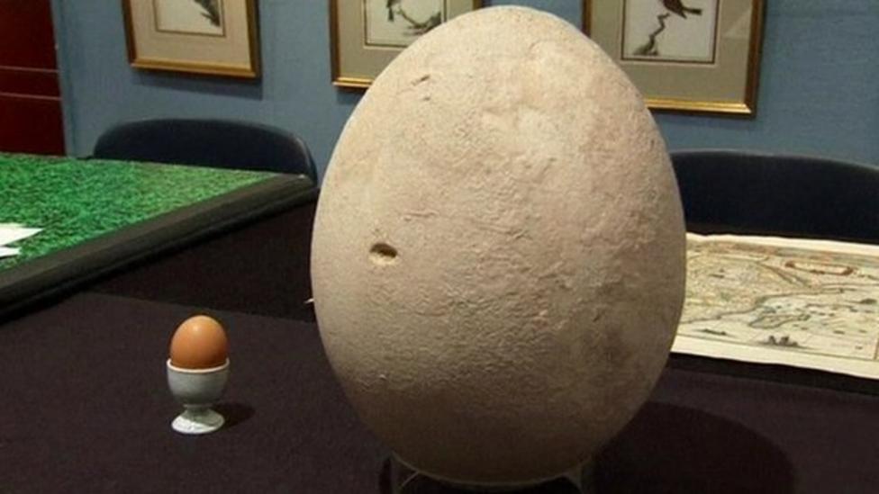 Huge bird egg goes up for auction CBBC Newsround