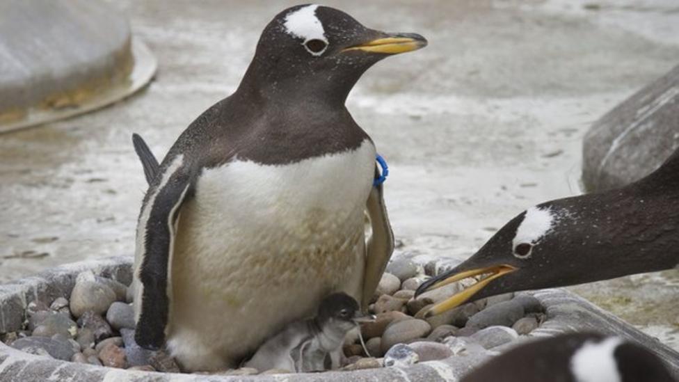Cute baby penguins born