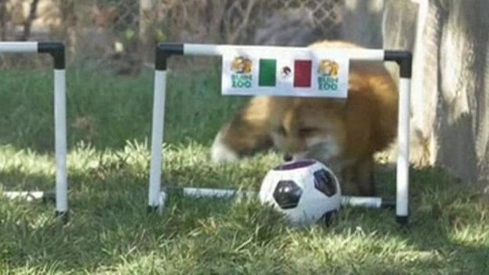 Can this fox be the next footie predicting star?