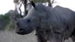 Rinoceronte en peligro por el aumento de la caza furtiva