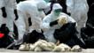 Hong Kong: 20.000 pollos sacrificados por gripe aviar