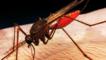 Cómo se redujo en 54% la mortalidad por malaria en el mundo