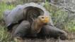Rescatan de la extinción a tortugas gigantes de las Galapagos