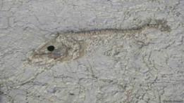 Fósil de pez en Chad