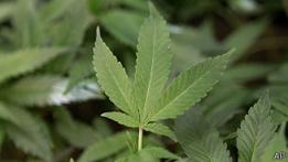 Hojas de marihuana