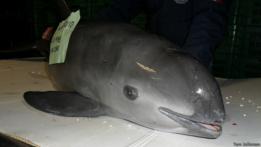 Ejemplar muerto de vaquita