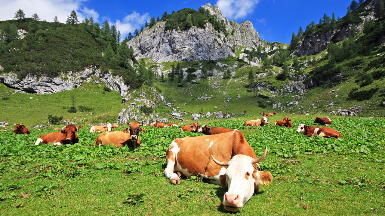 Cows graze in mountain pastures in the Julian Alps (Credit: Credit: Jezer Mojca Odar)