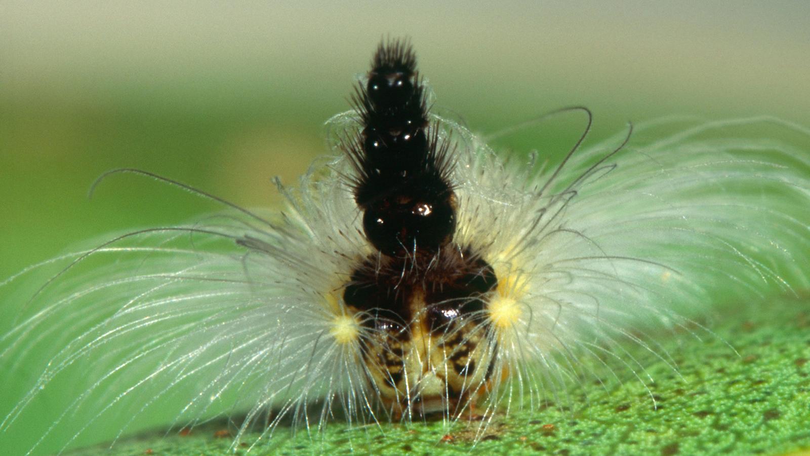 The Gum Leaf Skeletoniser wears a stack of its old heads as a hat ...