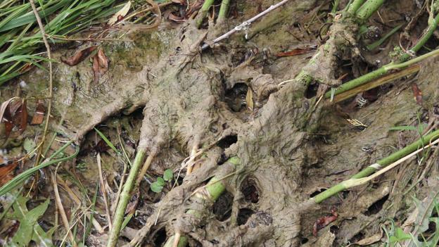 The alga clogging New Zealand waterways (credit: Thorney CC BY-SA 3.0)