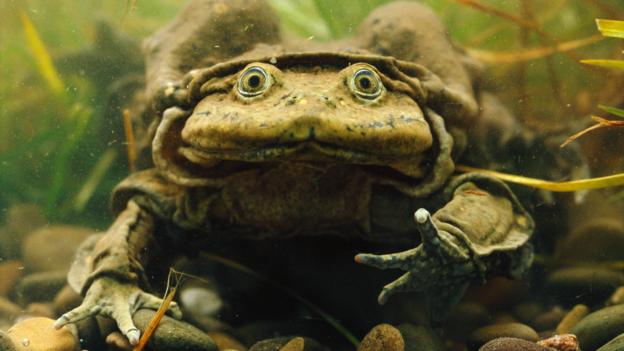 Giant Titicaca Lake frog, Telmatobius culeus (Credit: Nature Picture Library / Alamy)