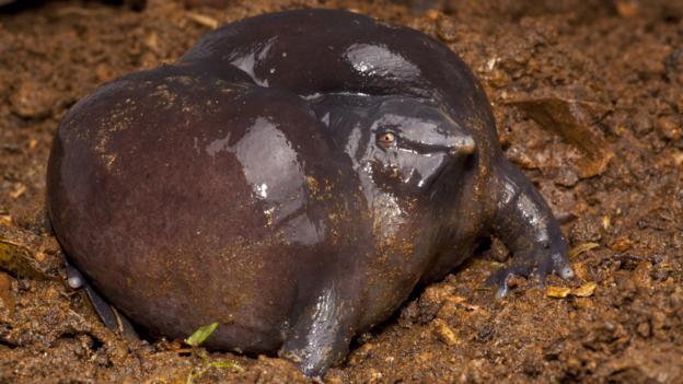 Purple pig-nose frog, Nasikabatrachus sahyadrensis (Credit: Sandesh Kadur / NPL)