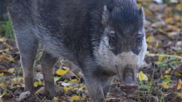Visayan warty pig, Sus cebifrons (Credit: Wildscreen)