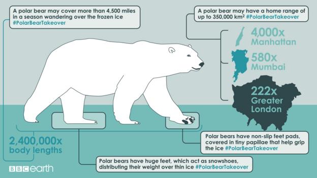 BBC - Earth - Polar bears have smelly feet